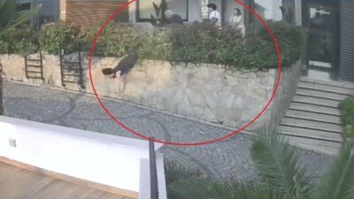 Ordu’da komşular arasında çıkan tartışmada doktorun iteklediği kadın, yaklaşık 1,5