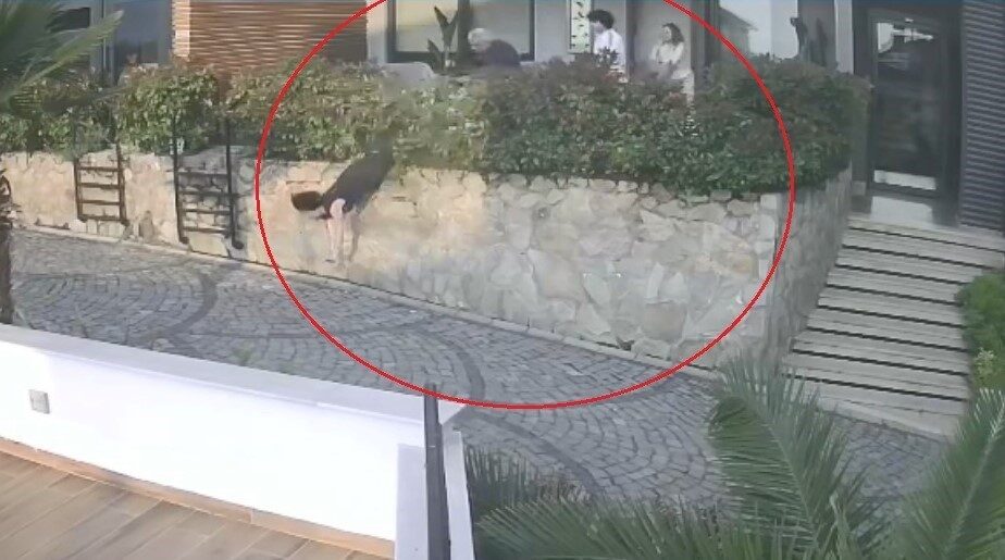 Ordu’da komşular arasında çıkan tartışmada doktorun iteklediği kadın, yaklaşık 1,5