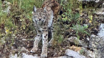 Nesli tükenme tehlikesi altında olan, kedigiller familyasına ait bir tür