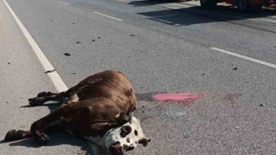 Amasya’nın Merzifon ilçesinde bir otomobilin çarptığı inek olay yerinde telef