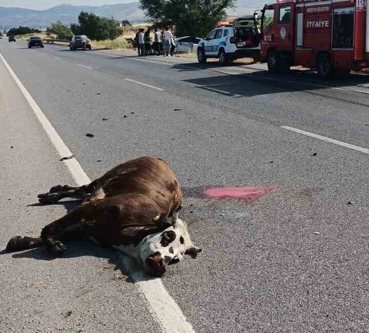 Amasya’nın Merzifon ilçesinde bir otomobilin çarptığı inek olay yerinde telef