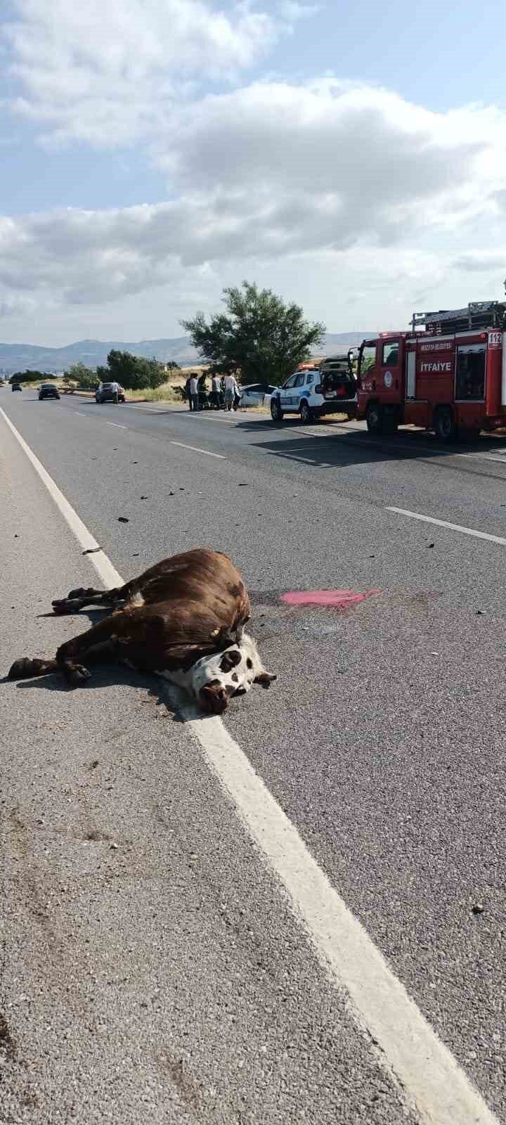 Amasya’nın Merzifon ilçesinde bir otomobilin çarptığı inek olay yerinde telef
