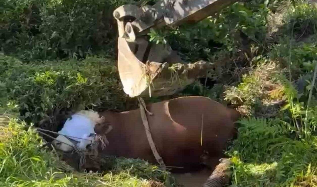 Rize’de bağını kopararak çay bahçesindeki çukura düşen kurbanlık boğa iş