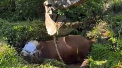 Rize’de bağını kopararak çay bahçesindeki çukura düşen kurbanlık boğa iş