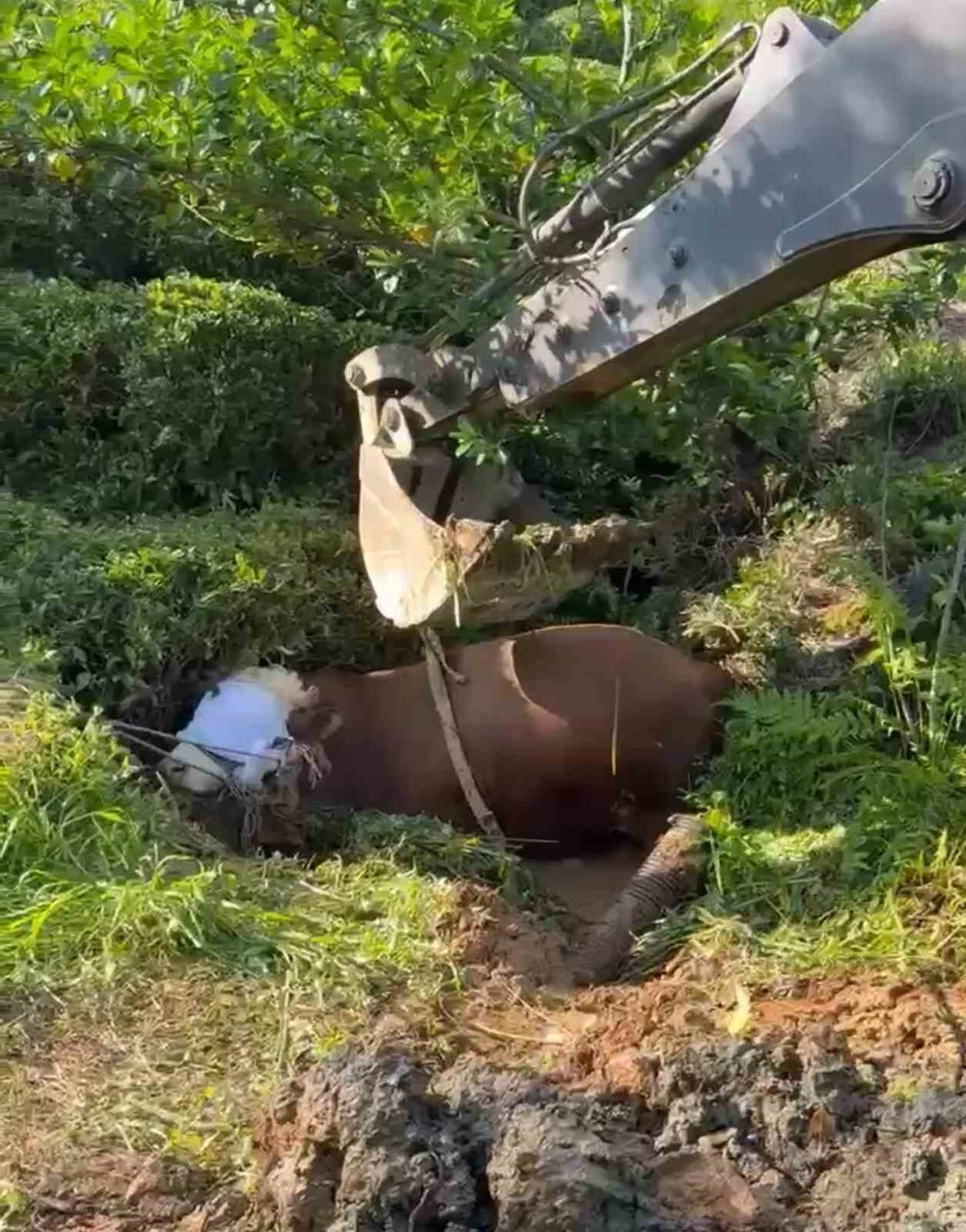 Rize’de bağını kopararak çay bahçesindeki çukura düşen kurbanlık boğa iş