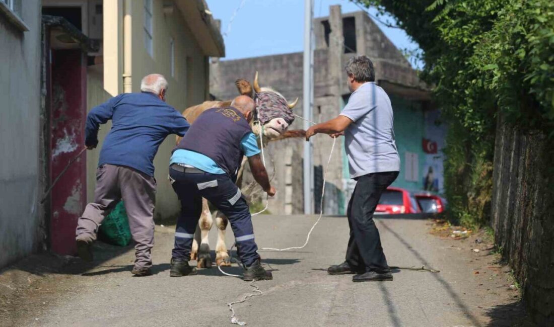 Rize’de tarım arazisine kaçan kurbanlık sahiplerini peşinde koşturdu. Rize’nin Derepazarı