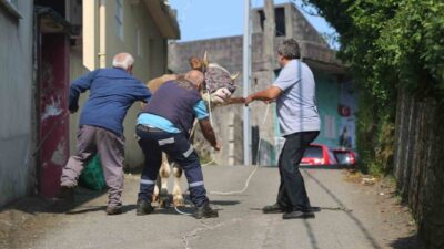 Rize’de tarım arazisine kaçan kurbanlık sahiplerini peşinde koşturdu. Rize’nin Derepazarı