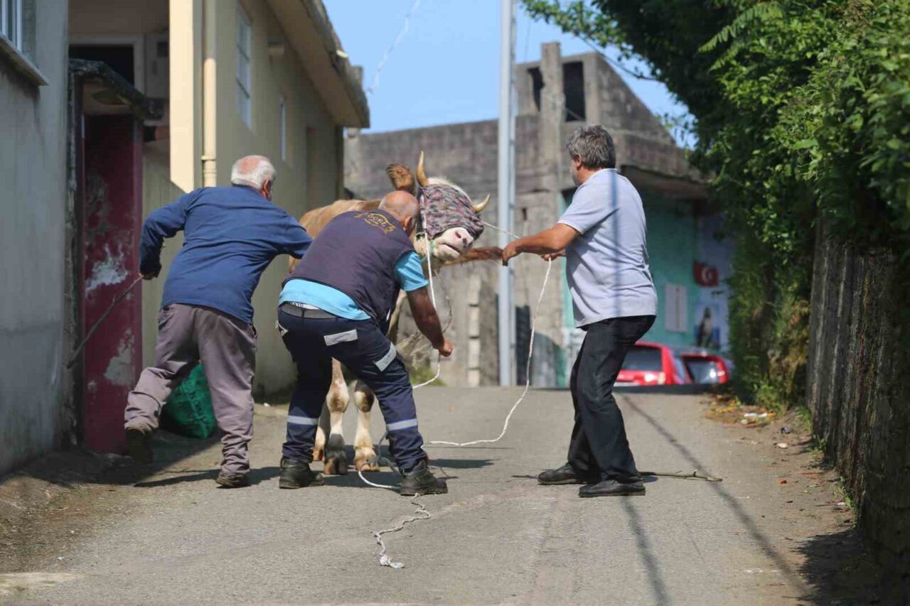 Rize’de tarım arazisine kaçan kurbanlık sahiplerini peşinde koşturdu. Rize’nin Derepazarı