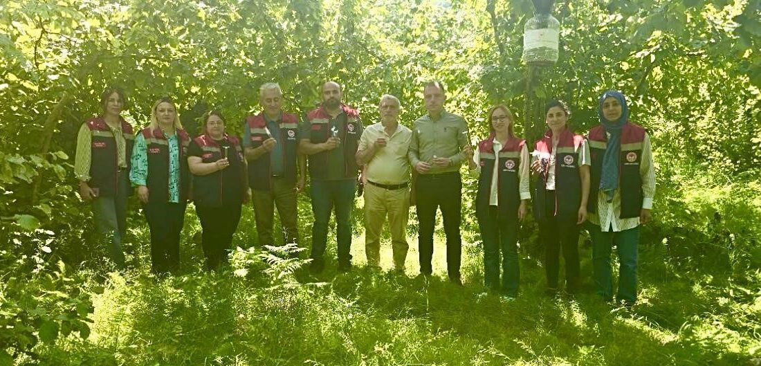 Rize’de tarımsal ürün zararlısı kahverengi kokarca ile mücadele kapsamında 50