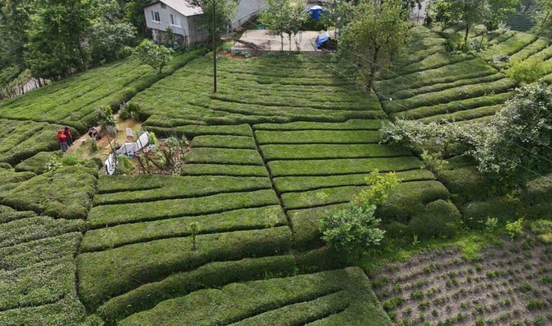 Rize’de genç kızın paylaşımıyla keşfedilen baklava görünümlü çay bahçesi yoğun