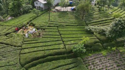 Rize’de genç kızın paylaşımıyla keşfedilen baklava görünümlü çay bahçesi yoğun