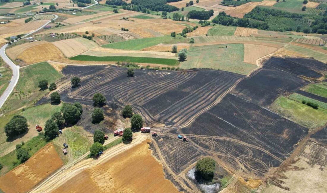 Sakarya’nın Adapazarı ilçesinde çıkan yangında buğday ve arpa ekili 150