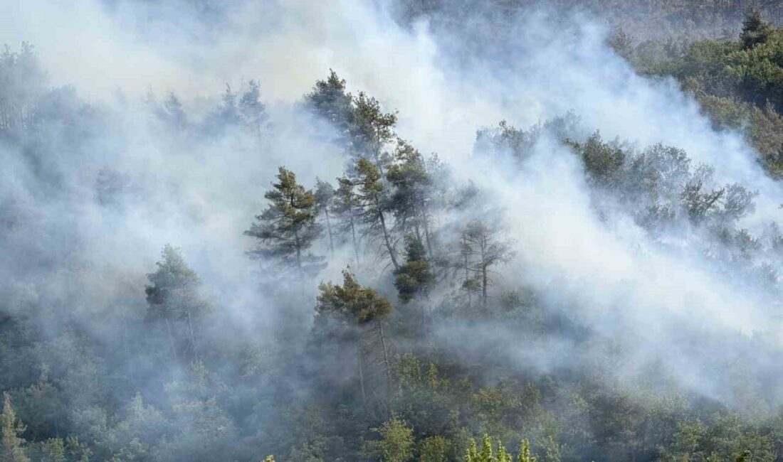 Sakarya’nın Taraklı ilçesinde ormanlık alanda büyük ölçüde kontrol altına alınan