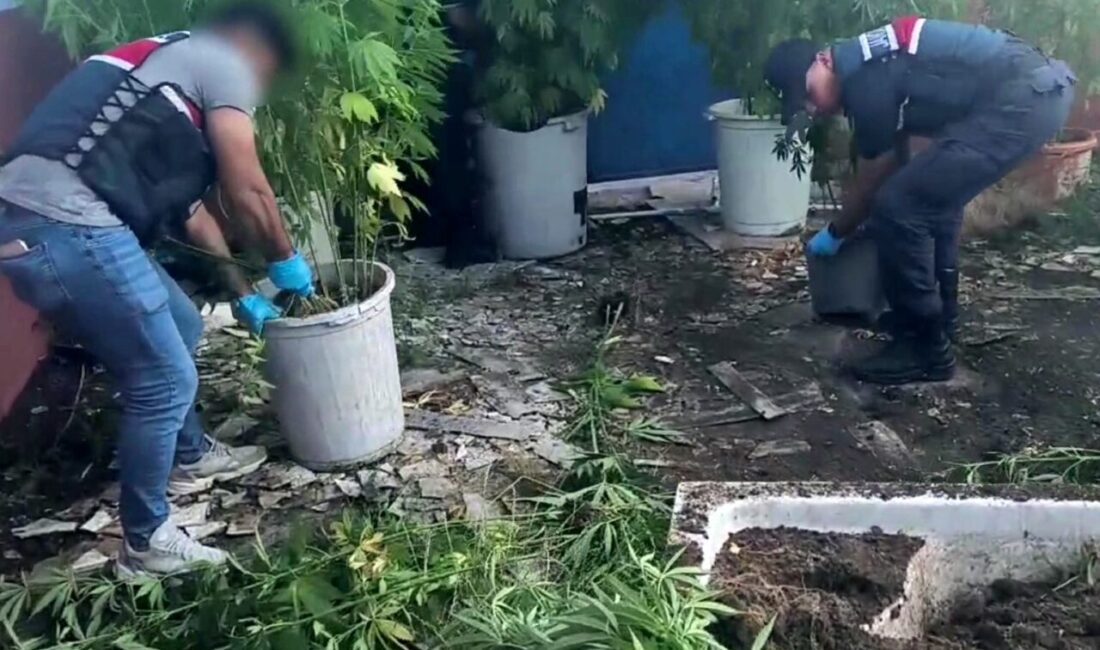 Sakarya’nın Geyve ilçesinde jandarma ekiplerince gerçekleştirilen uyuşturucu operasyonunda 302 kök