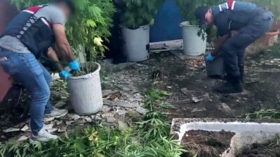 Sakarya’nın Geyve ilçesinde jandarma ekiplerince gerçekleştirilen uyuşturucu operasyonunda 302 kök