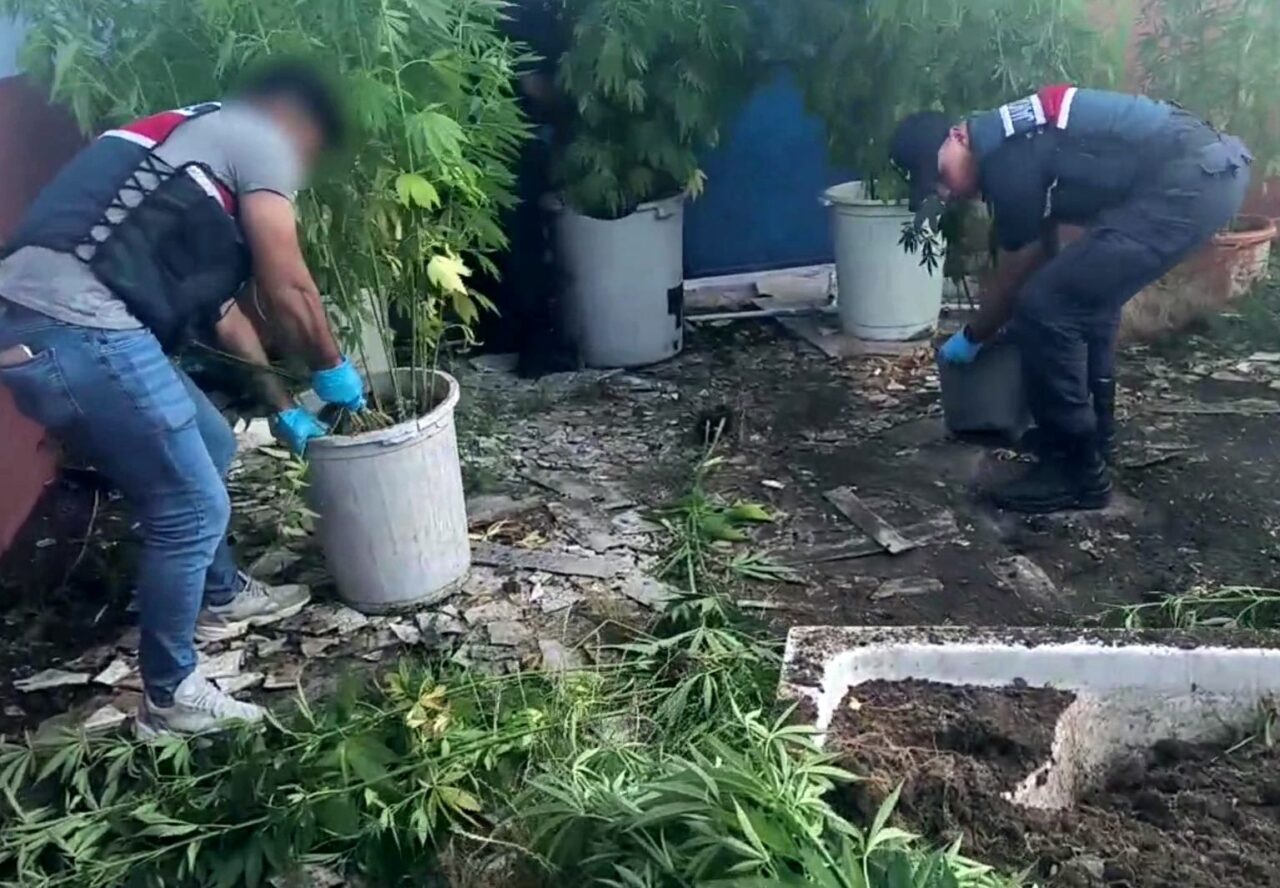 Sakarya’nın Geyve ilçesinde jandarma ekiplerince gerçekleştirilen uyuşturucu operasyonunda 302 kök