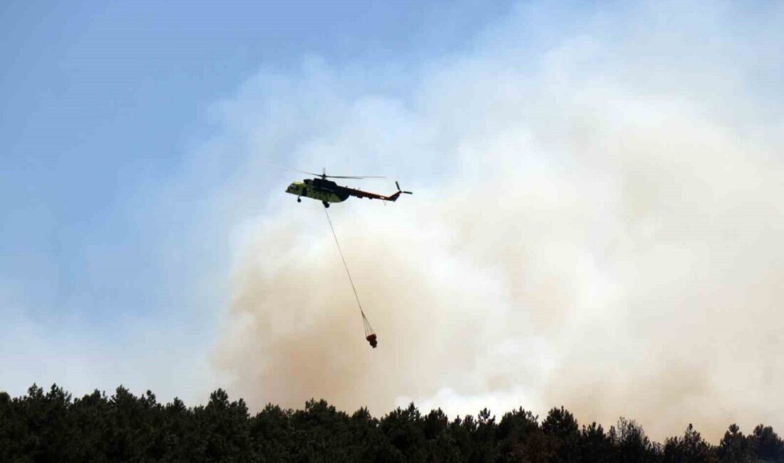 Sakarya Orman Bölge Müdürlüğü’nün Söğütlü ilçesindeki deposunda çıkan ve ormanlık