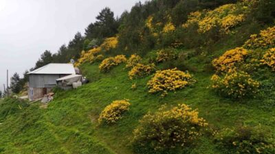 Gümüşhane’nin Torul ilçesi sınırlarındaki Zigana Dağı, kış aylarında olduğu gibi