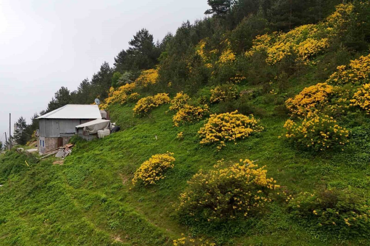 Gümüşhane’nin Torul ilçesi sınırlarındaki Zigana Dağı, kış aylarında olduğu gibi