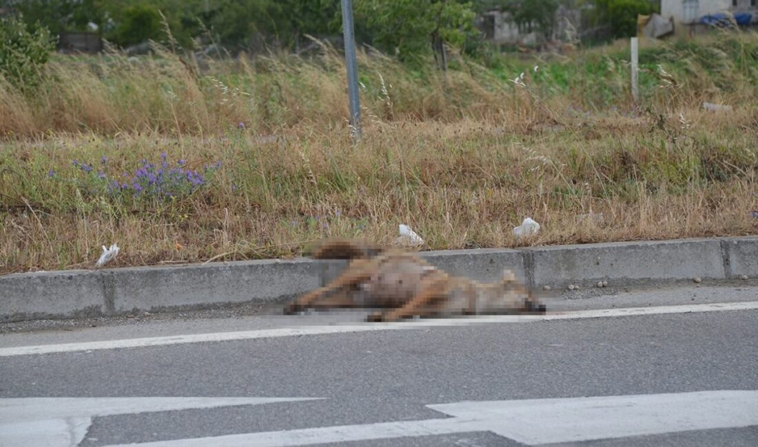 Sinop’ta kümeslere dadanan çakal otomobilin çarpması sonucu telef oldu. Sinop’un
