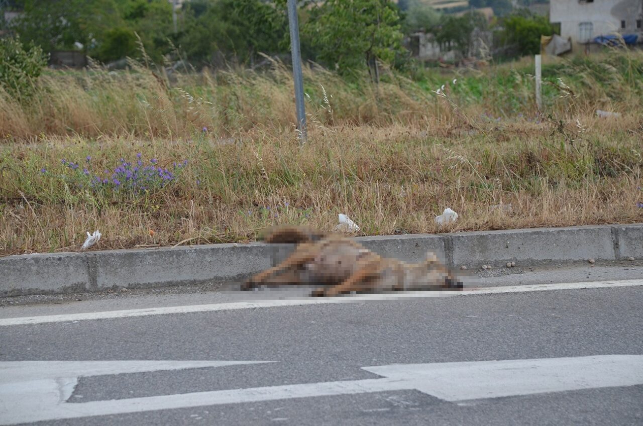 Sinop’ta kümeslere dadanan çakal otomobilin çarpması sonucu telef oldu. Sinop’un