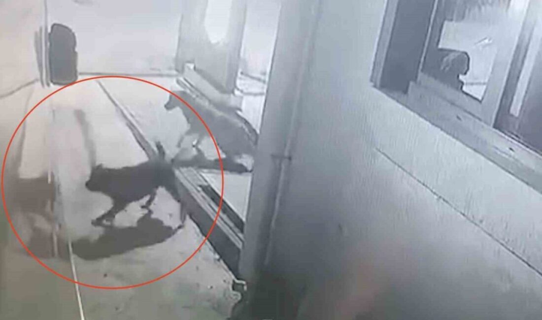 Kastamonu’nun Cide ilçesinde grup halinde gezen sokak köpekleri, park halindeki