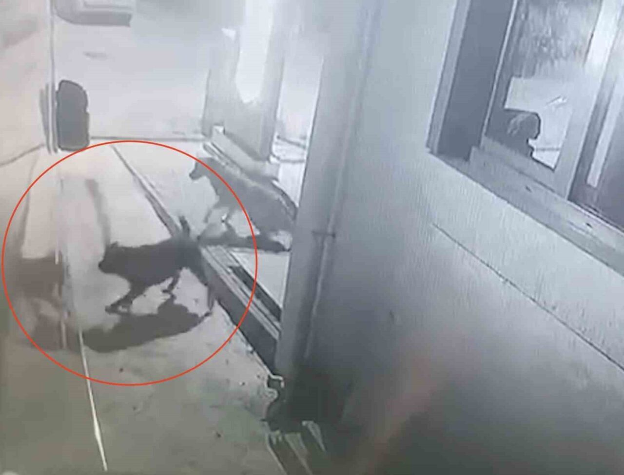 Kastamonu’nun Cide ilçesinde grup halinde gezen sokak köpekleri, park halindeki