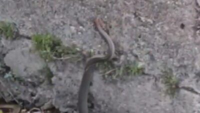 Erzincan’ın Çağlayan Beldesinde su kanalının duvarından çıkmaktan zorlanıp bitkin düşen