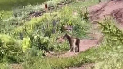Erzincan Tercan ilçesinde nesli tükenme tehlikesindeki bir vaşak Darıtepe köyünde