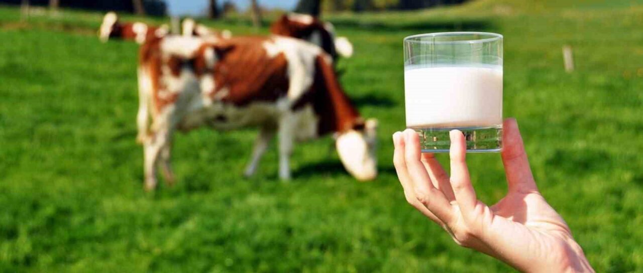 Ticari süt işletmelerince toplanan inek sütü miktarı Nisan ayında yüzde