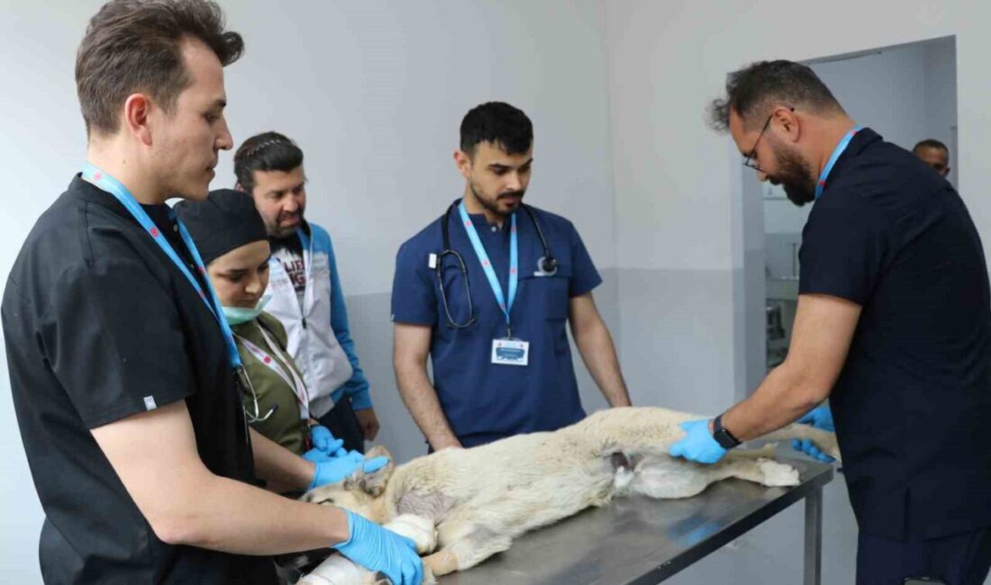 Birçok şehirde başıboş sokak köpeklerine yönelik çözüm üretilemezken Sivas’ta çok