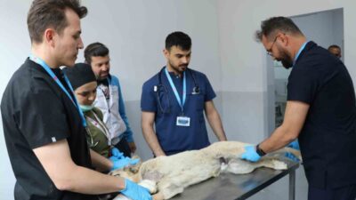 Birçok şehirde başıboş sokak köpeklerine yönelik çözüm üretilemezken Sivas’ta çok