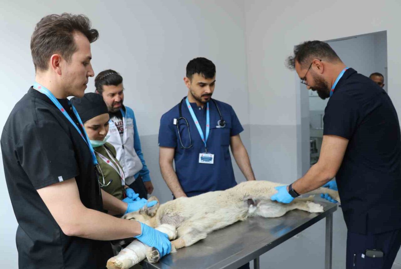 Birçok şehirde başıboş sokak köpeklerine yönelik çözüm üretilemezken Sivas’ta çok