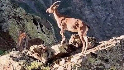 Erzincan Valisi Hamza Aydoğdu, sosyal medya hesabı üzerinden dağ keçilerinin