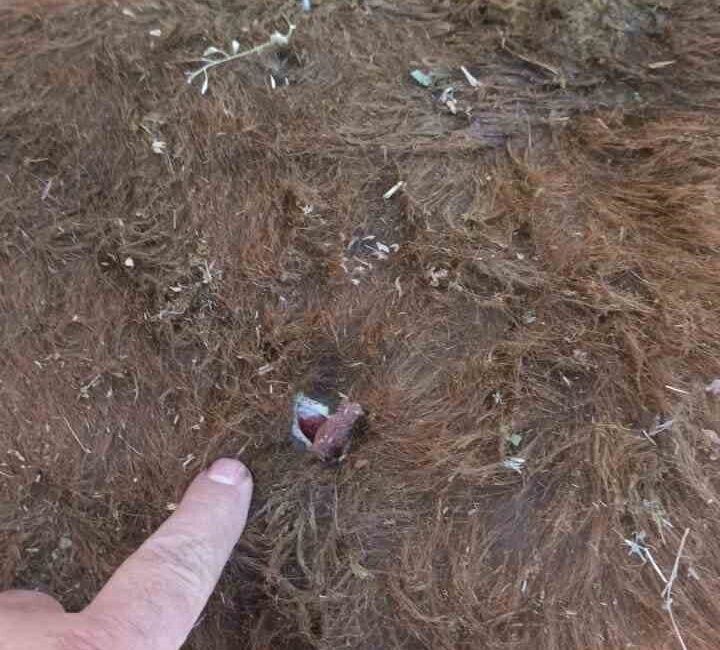 Erzurum’da yayla anlaşmazlığı nedeniyle çıkan kavgada bir kişi silahla yaralandı.