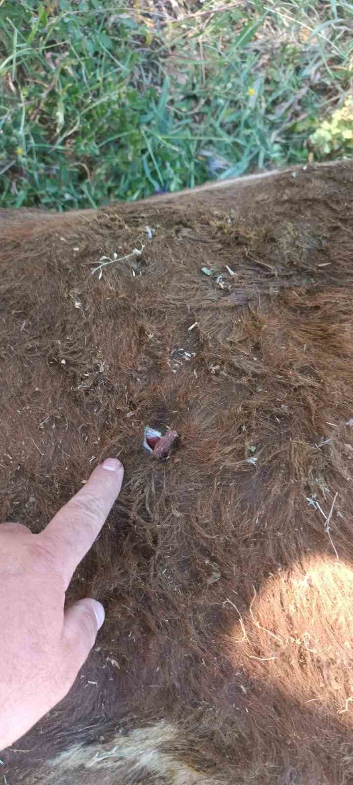 Erzurum’da yayla anlaşmazlığı nedeniyle çıkan kavgada bir kişi silahla yaralandı.