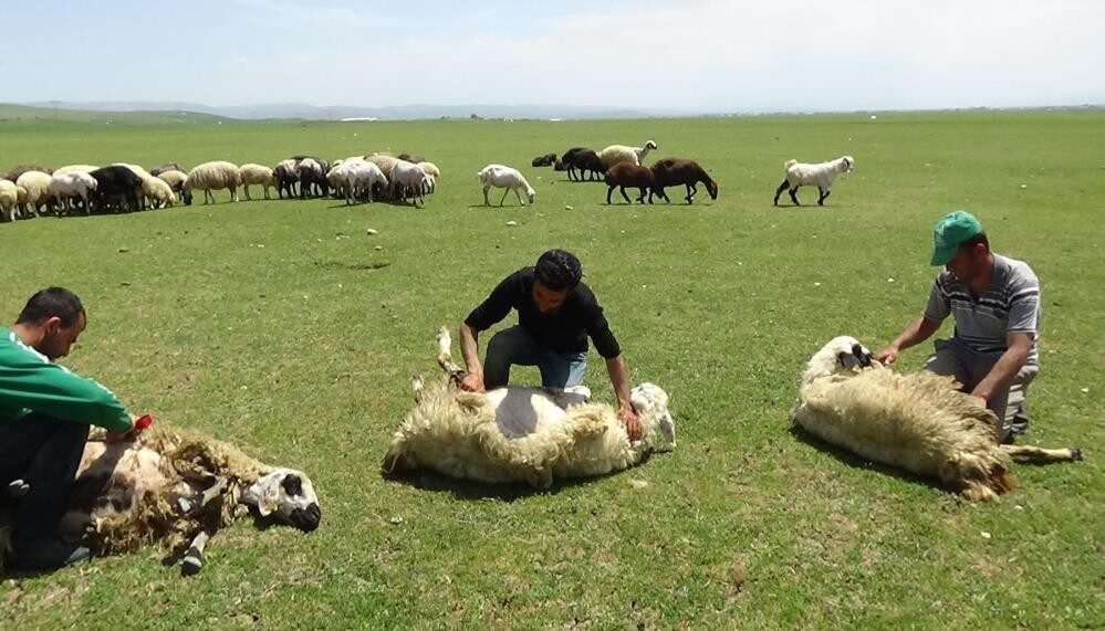 Yaylalarda koyun kırkma zamanı Erzincan’da 3 bin 370 rakımda ki yaylalarda, hem gelişimi artıran