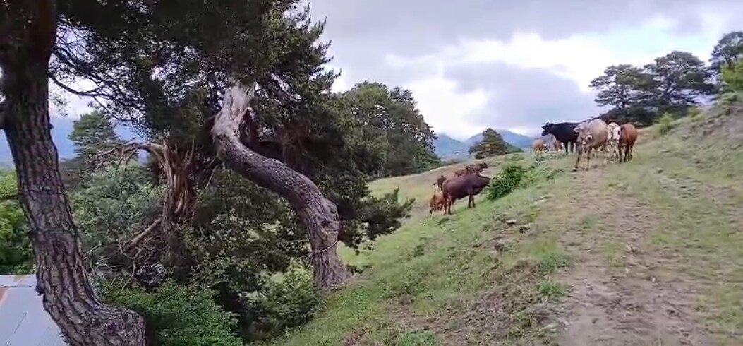 Sivas’ın Koyulhisar ilçesine bağlı Kavacık köyünde sağanak yağış sırasında kurbanlık