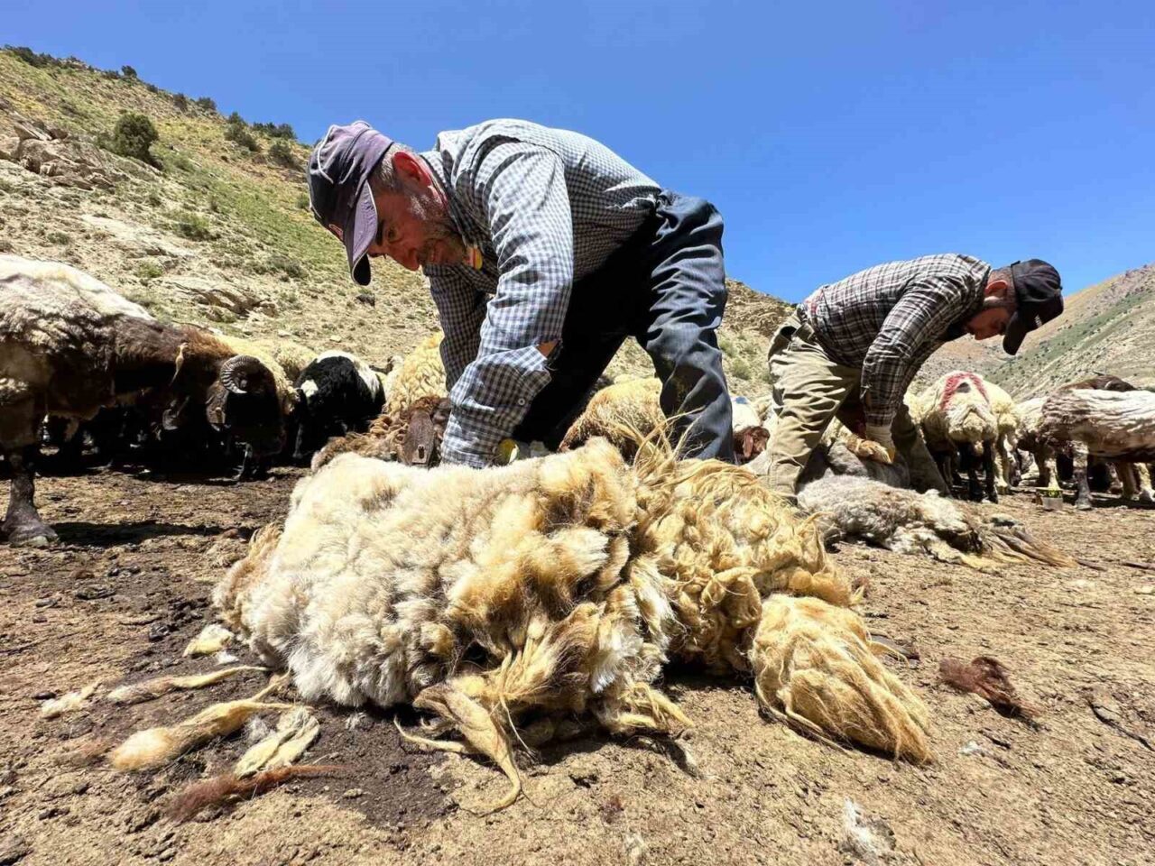 Erzincan’da çetin geçen kışın ardından havaların aşırı ısınmasıyla beraber koyunların