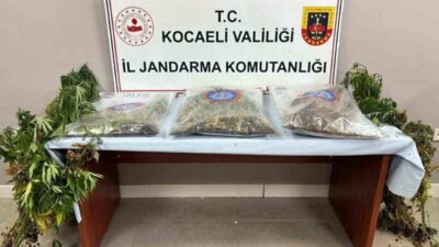 Kocaeli’de 3 ilçede yapılan operasyonda 556 kök kenevir, 5 kilo