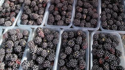 Prof. Dr. Turan Karadeniz, kansere karşı böğürtlen tüketilmesinin faydalı olacağını