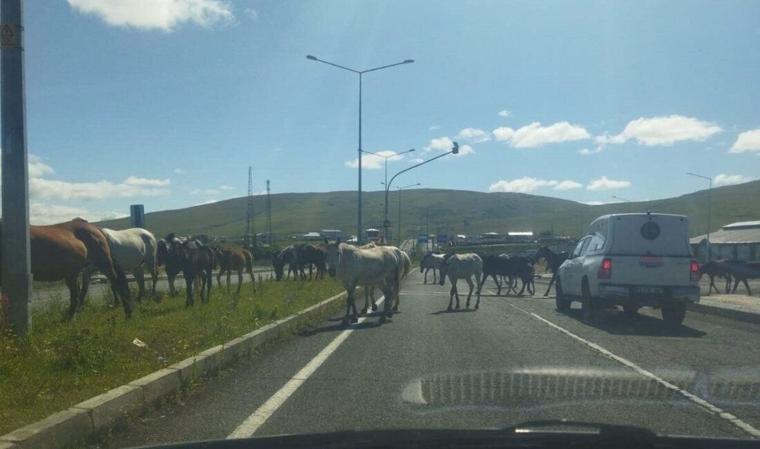 Ardahan’da anayola sık sık çıkan başıboş atlar, trafik kazalarına davetiye