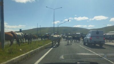 Ardahan’da anayola sık sık çıkan başıboş atlar, trafik kazalarına davetiye