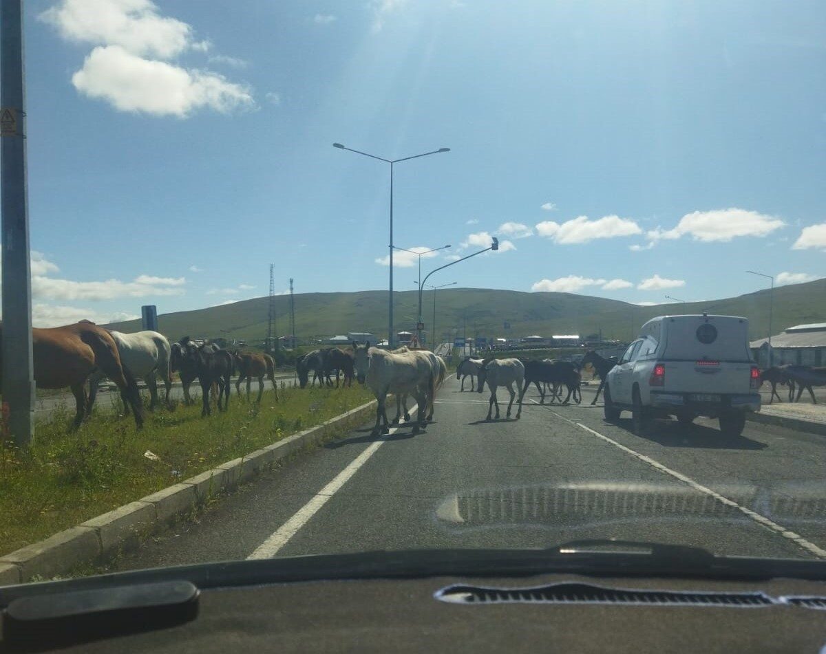 Ardahan’da anayola sık sık çıkan başıboş atlar, trafik kazalarına davetiye