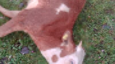 Ardahan’ın Hanak ilçesi Dilekdere köyünde 5 inek, yıldırım çarpması sonucu