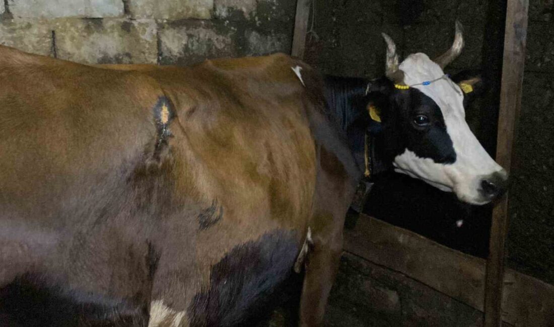 Artvin’in Hopa ilçesine bağlı Subaşı Köyü’nde bir ineğe ayı saldırdı.