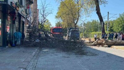 Sakarya’nın Sapanca ilçesinde asırlık çınar ağacı 4 katlı binanın üzerine