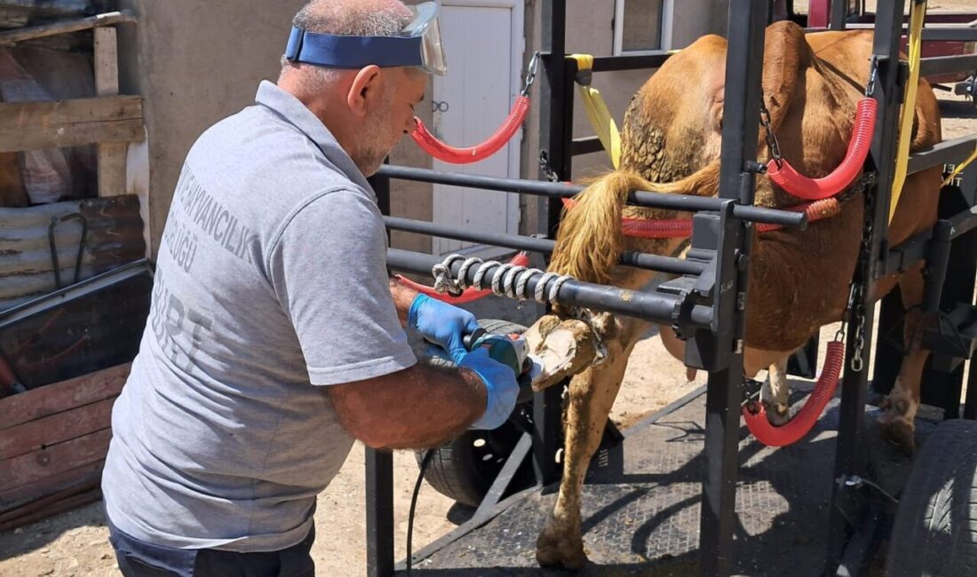 Doğu Karadeniz Projesi Bölge Kalkınma İdaresi (DOKAP) destekli Travay Projesi