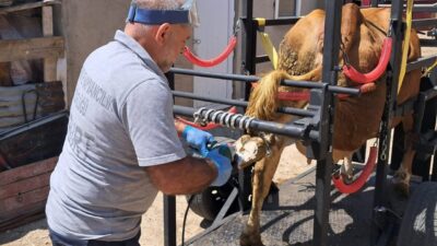 Doğu Karadeniz Projesi Bölge Kalkınma İdaresi (DOKAP) destekli Travay Projesi