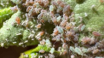 Bayburt’un Aydıntepe ilçesine bağlı Kale Mahallesi’ndeki meyve bahçelerinde, üreticilerin karşılaştığı